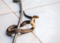 A snake in the locker room seals victory for Spurs